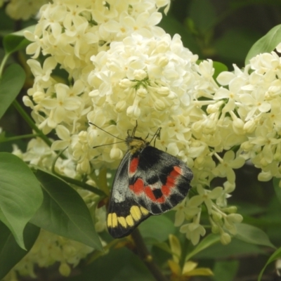 Delias harpalyce (Imperial Jezebel) at Murrumbateman, NSW - 6 Oct 2023 by SimoneC