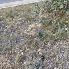 Lavandula stoechas (Spanish Lavender or Topped Lavender) at Gungahlin, ACT - 6 Oct 2023 by natureguy