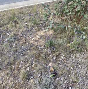 Lavandula stoechas at Gungahlin, ACT - 6 Oct 2023 04:33 PM