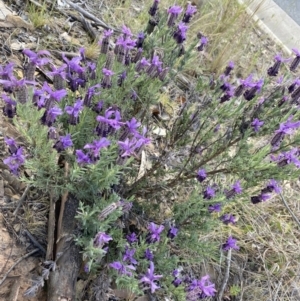 Lavandula stoechas at Gungahlin, ACT - 6 Oct 2023 04:33 PM