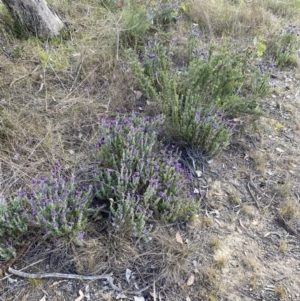 Lavandula stoechas at Gungahlin, ACT - 6 Oct 2023 04:33 PM