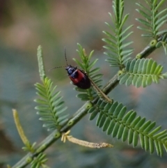 Monolepta minima (Leaf beetle) at Murrumbateman, NSW - 2 Oct 2023 by SimoneC