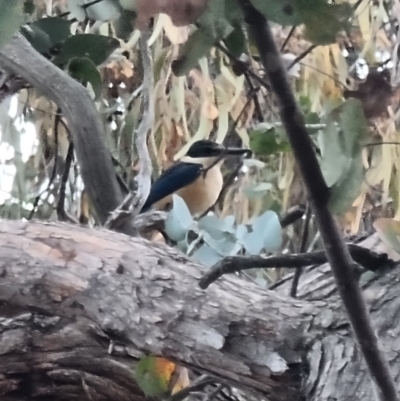 Todiramphus sanctus (Sacred Kingfisher) at Lawson, ACT - 3 Oct 2023 by MattY1