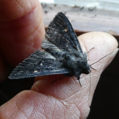 Neumichtis nigerrima (Black Turnip Moth) at QPRC LGA - 6 Oct 2023 by arjay