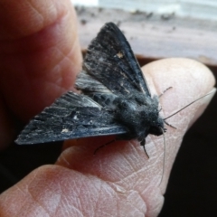 Neumichtis nigerrima (Black Turnip Moth) at Charleys Forest, NSW - 6 Oct 2023 by arjay