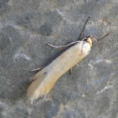 Philobota mathematica group undescribed species. (A concealer moth) at Mongarlowe River - 5 Oct 2023 by arjay