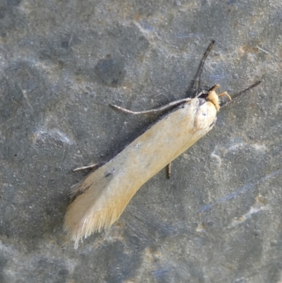 Philobota mathematica group undescribed species. (A concealer moth) at QPRC LGA - 5 Oct 2023 by arjay