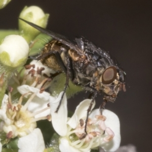 Calliphora stygia at Fyshwick, ACT - 6 Oct 2023 11:09 AM