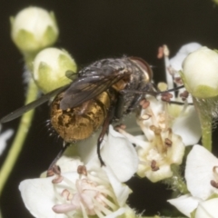 Calliphora stygia at Fyshwick, ACT - 6 Oct 2023