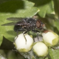Calliphoridae (family) (Unidentified blowfly) at Fyshwick, ACT - 6 Oct 2023 by AlisonMilton