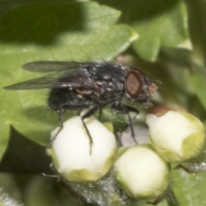 Calliphoridae (family) at Fyshwick, ACT - 6 Oct 2023 11:08 AM