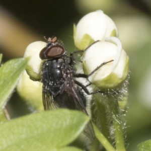 Calliphoridae (family) at Fyshwick, ACT - 6 Oct 2023 11:08 AM