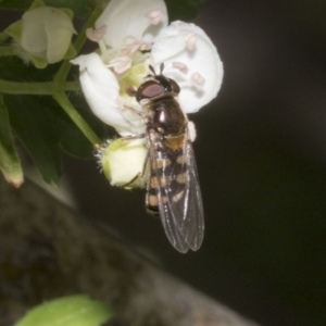 Simosyrphus grandicornis at Fyshwick, ACT - 6 Oct 2023