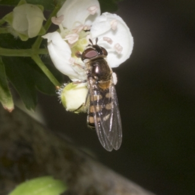 Simosyrphus grandicornis (Common hover fly) at Fyshwick, ACT - 6 Oct 2023 by AlisonMilton