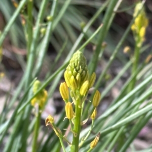 Bulbine sp. at Campbell, ACT - 6 Oct 2023