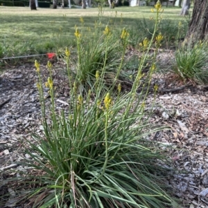 Bulbine sp. at Campbell, ACT - 6 Oct 2023 04:21 PM