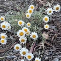 Leucochrysum albicans subsp. tricolor (Hoary Sunray) at Campbell, ACT - 6 Oct 2023 by MargD