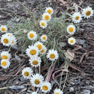 Leucochrysum albicans subsp. tricolor at Campbell, ACT - 6 Oct 2023