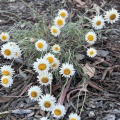 Leucochrysum albicans subsp. tricolor (Hoary Sunray) at Katoomba Park, Campbell - 6 Oct 2023 by MargD
