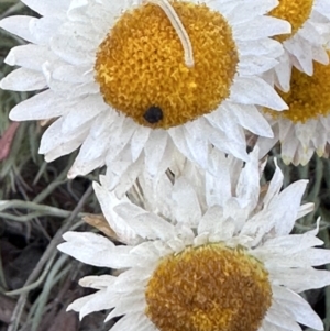 Leucochrysum albicans subsp. tricolor at Campbell, ACT - 6 Oct 2023 04:23 PM