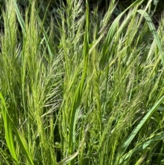 Vulpia (genus) (A Squirreltail Fescue) at Campbell, ACT - 6 Oct 2023 by MargD