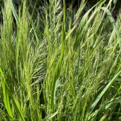 Vulpia sp. (A Squirreltail Fescue) at Campbell, ACT - 6 Oct 2023 by MargD