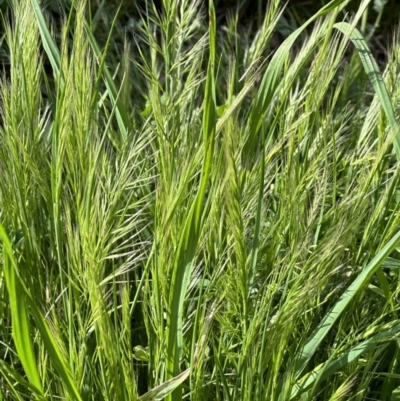 Vulpia (genus) (A Squirreltail Fescue) at Campbell, ACT - 6 Oct 2023 by MargD
