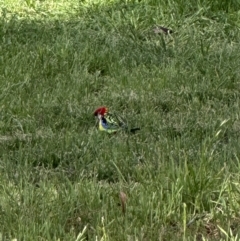 Platycercus eximius (Eastern Rosella) at Campbell, ACT - 6 Oct 2023 by MargD