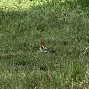 Platycercus eximius at Campbell, ACT - 6 Oct 2023 04:25 PM