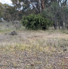 Acacia vestita at Sutton, NSW - 6 Oct 2023