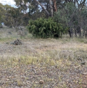 Acacia vestita at Sutton, NSW - 6 Oct 2023