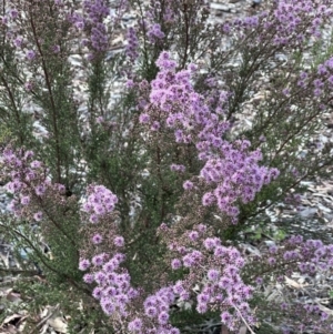 Kunzea parvifolia at Campbell, ACT - 6 Oct 2023 04:19 PM