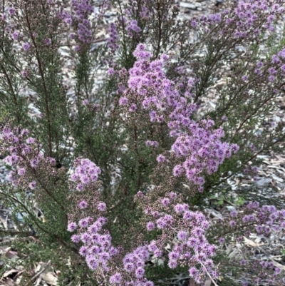 Kunzea parvifolia (Violet Kunzea) at Campbell, ACT - 6 Oct 2023 by MargD