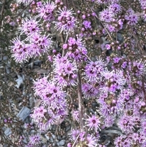 Kunzea parvifolia at Campbell, ACT - 6 Oct 2023 04:19 PM