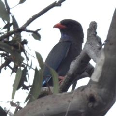 Eurystomus orientalis (Dollarbird) at Lions Youth Haven - Westwood Farm A.C.T. - 6 Oct 2023 by HelenCross