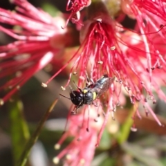 Unidentified Bee (Hymenoptera, Apiformes) at Springwood, NSW - 26 Sep 2023 by SapphFire