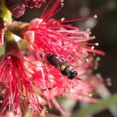 Amphylaeus (Agogenohylaeus) obscuriceps at Springwood, NSW - suppressed