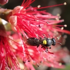 Amphylaeus (Agogenohylaeus) obscuriceps at Springwood, NSW - suppressed