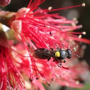 Amphylaeus (Agogenohylaeus) obscuriceps at Springwood, NSW - suppressed