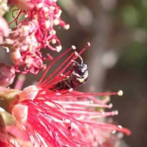 Amphylaeus (Agogenohylaeus) obscuriceps at Springwood, NSW - suppressed