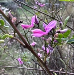 Indigofera australis subsp. australis (Australian Indigo) at Campbell, ACT - 6 Oct 2023 by MargD