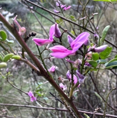 Indigofera australis subsp. australis (Australian Indigo) at Katoomba Park, Campbell - 6 Oct 2023 by MargD