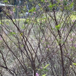 Indigofera australis subsp. australis at Campbell, ACT - 6 Oct 2023
