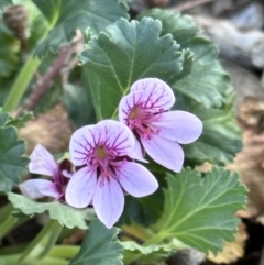 Pelargonium (genus) (A Stork’s Bill) at Campbell, ACT - 6 Oct 2023 by MargD