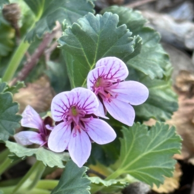 Pelargonium (genus) (A Stork’s Bill) at Campbell, ACT - 6 Oct 2023 by MargD
