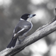 Cracticus torquatus (Grey Butcherbird) at Lions Youth Haven - Westwood Farm A.C.T. - 6 Oct 2023 by HelenCross