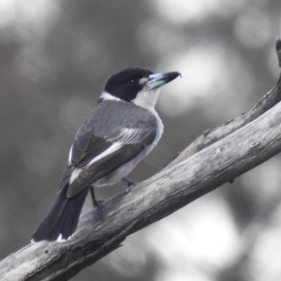 Cracticus torquatus (Grey Butcherbird) at Lions Youth Haven - Westwood Farm - 6 Oct 2023 by HelenCross