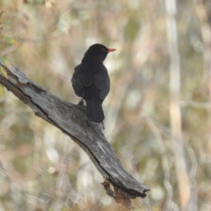 Turdus merula at Tuggeranong, ACT - 6 Oct 2023