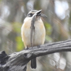Todiramphus sanctus (Sacred Kingfisher) at Lions Youth Haven - Westwood Farm A.C.T. - 6 Oct 2023 by HelenCross