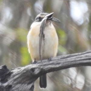 Todiramphus sanctus at Tuggeranong, ACT - 6 Oct 2023